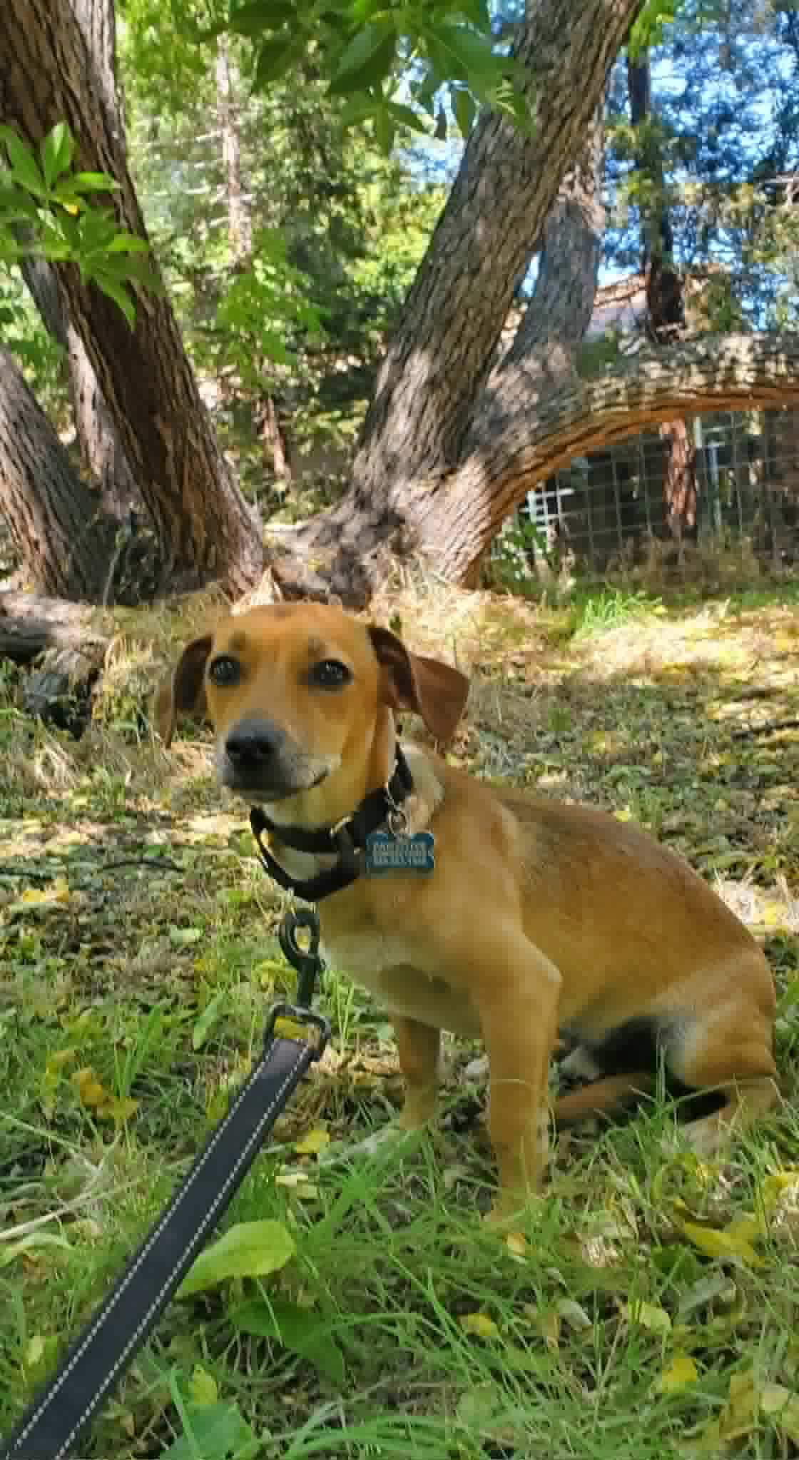 Milo, photo 6
