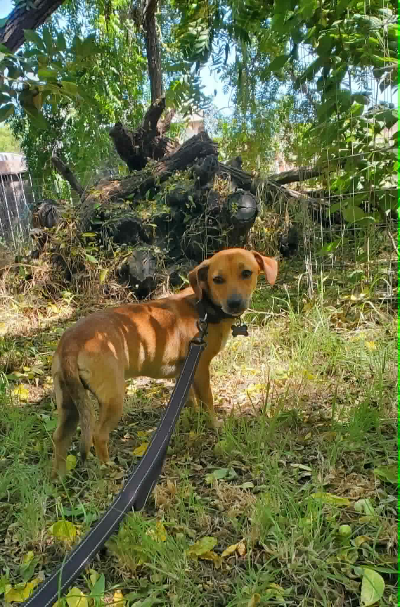 Milo, photo 5