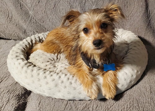 GiGi, an adoptable Yorkshire Terrier Yorkie in Fresno, CA