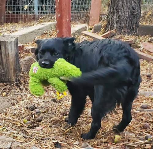 picture of the dog needing adoption