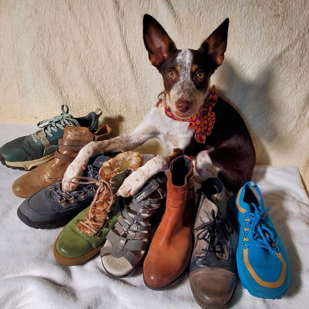 Shoe, Cattle Dog