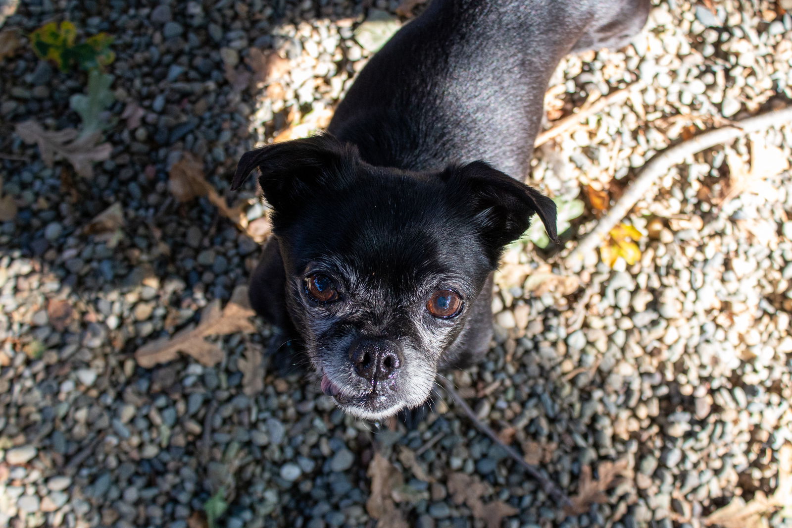 adoptable Dog in Sacramento, CA named Betty