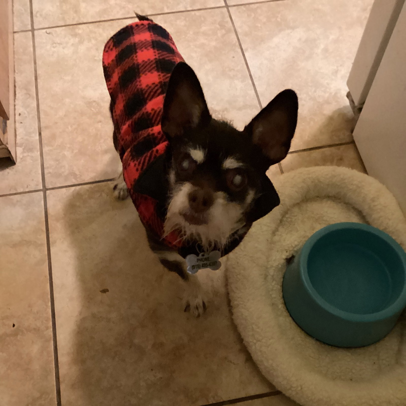 Roxie Image