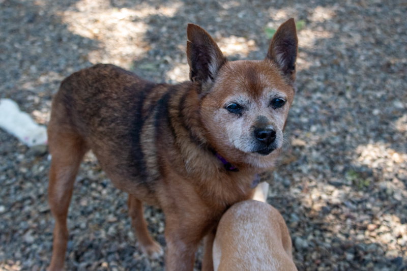 Dexter, a senior male Shiba Inu / Terrier Mix