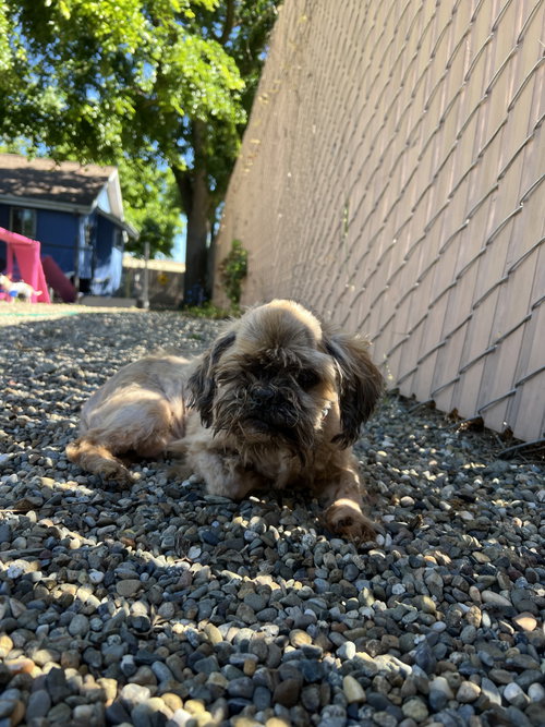 Miko, photo 4