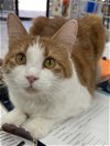 adoptable Cat in bedford, tx, TX named Sprite