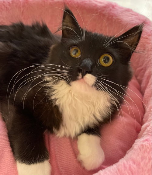picture of the cat needing adoption