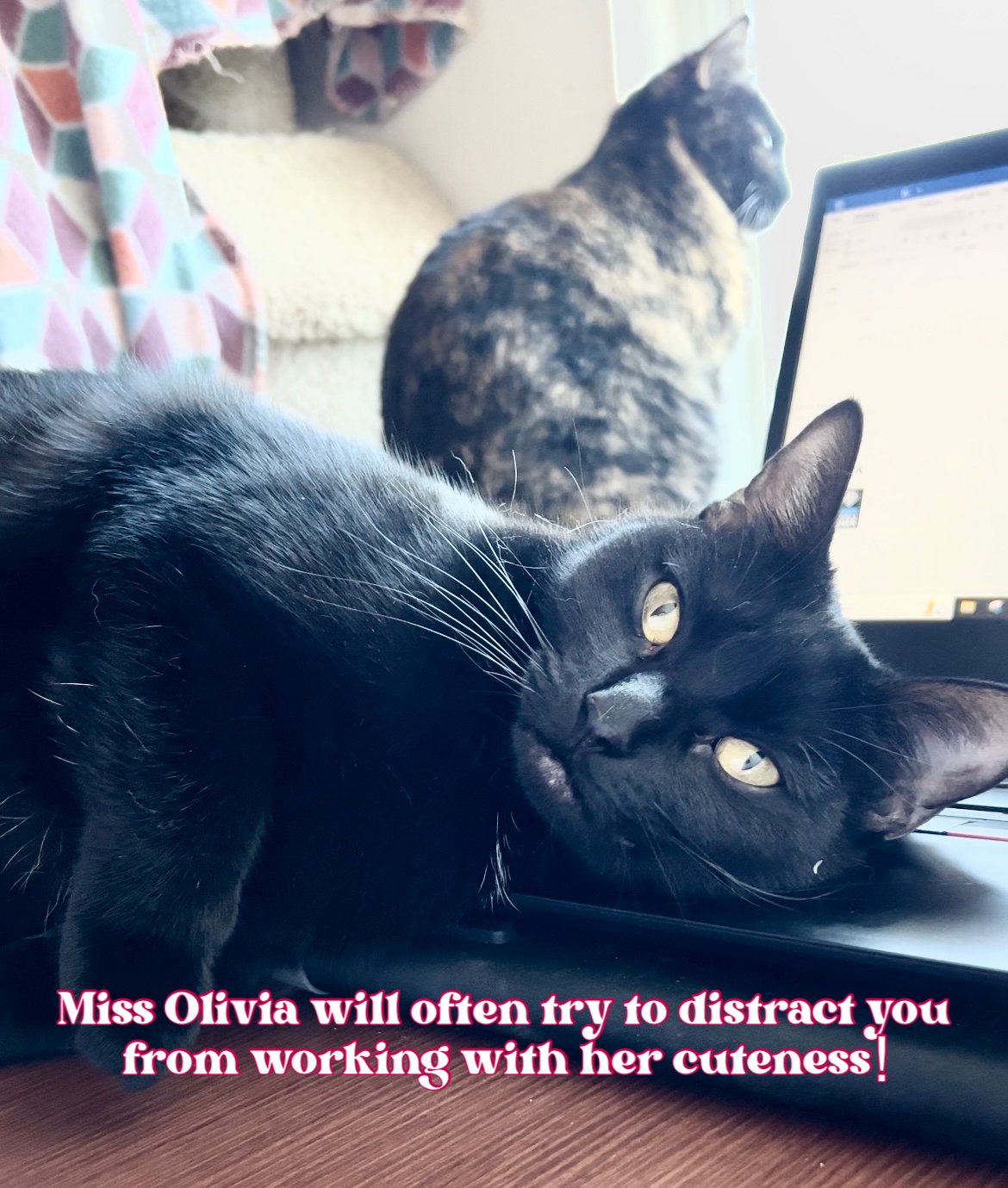 adoptable Cat in Bedford, TX named Olivia