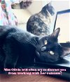 adoptable Cat in bedford, tx, TX named Olivia