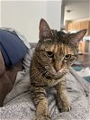adoptable Cat in aledo, TX named Emma
