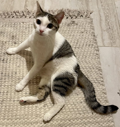 DOT DOT - Domestic Short Hair / Tabby available for adoption
