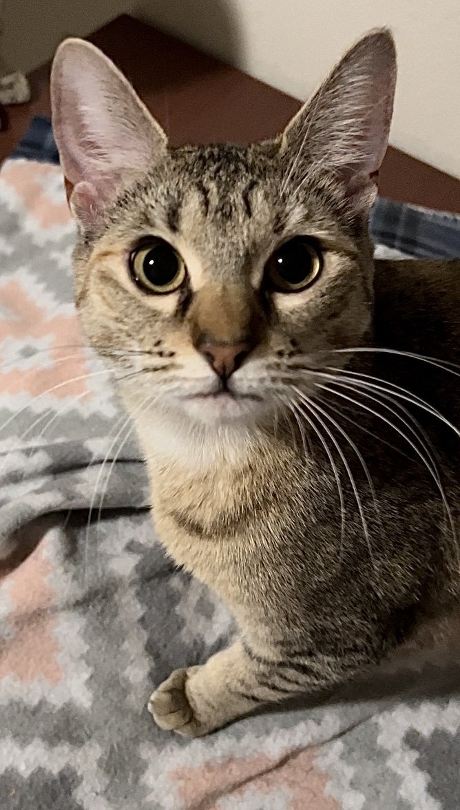adoptable Cat in Bedford, TX named Perla