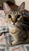 adoptable Cat in bedford, tx, TX named Perla