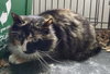 Grizabella - Photo 4