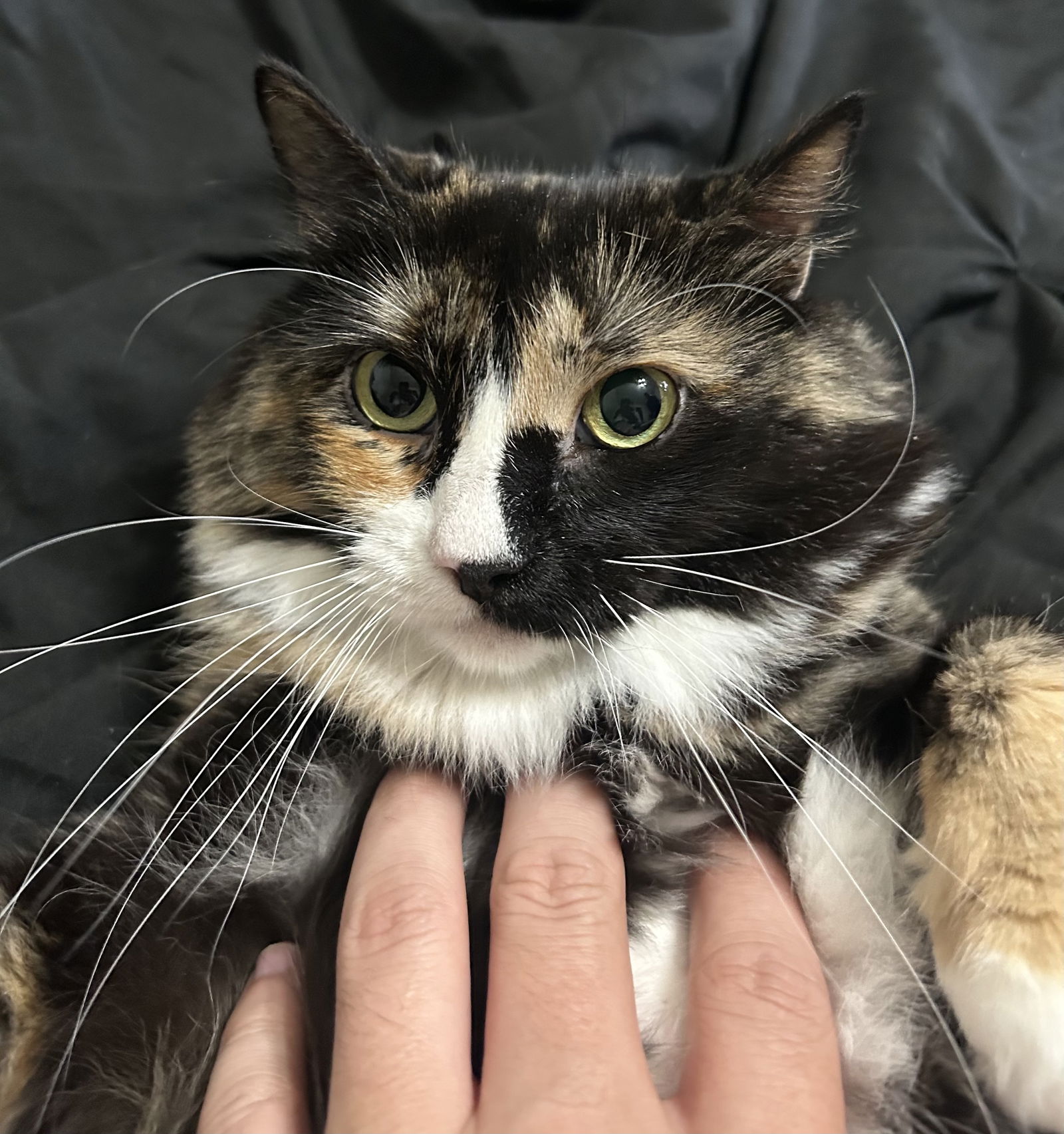 adoptable Cat in Bedford, TX named Grizabella