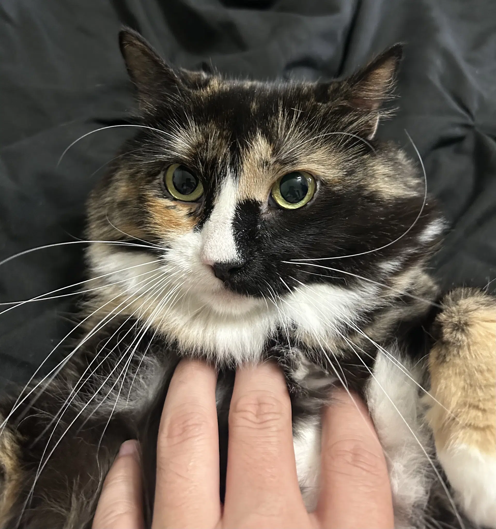 Grizabella - Calico