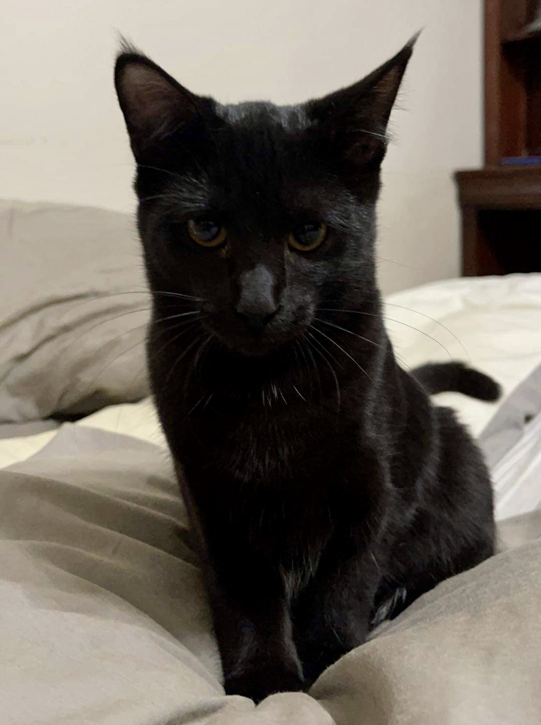 adoptable Cat in Bedford, TX named Raven