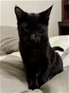 adoptable Cat in bedford, tx, TX named Raven