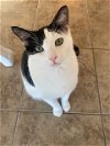 adoptable Cat in aledo, TX named Mickey