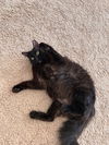adoptable Cat in aledo, TX named Night Rider