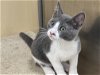 adoptable Cat in plano, TX named Catson