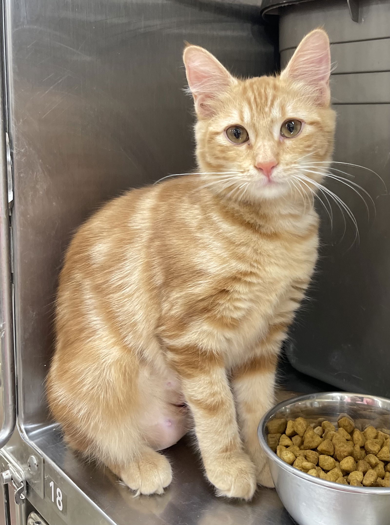 adoptable Cat in Bedford, TX named Buttercup