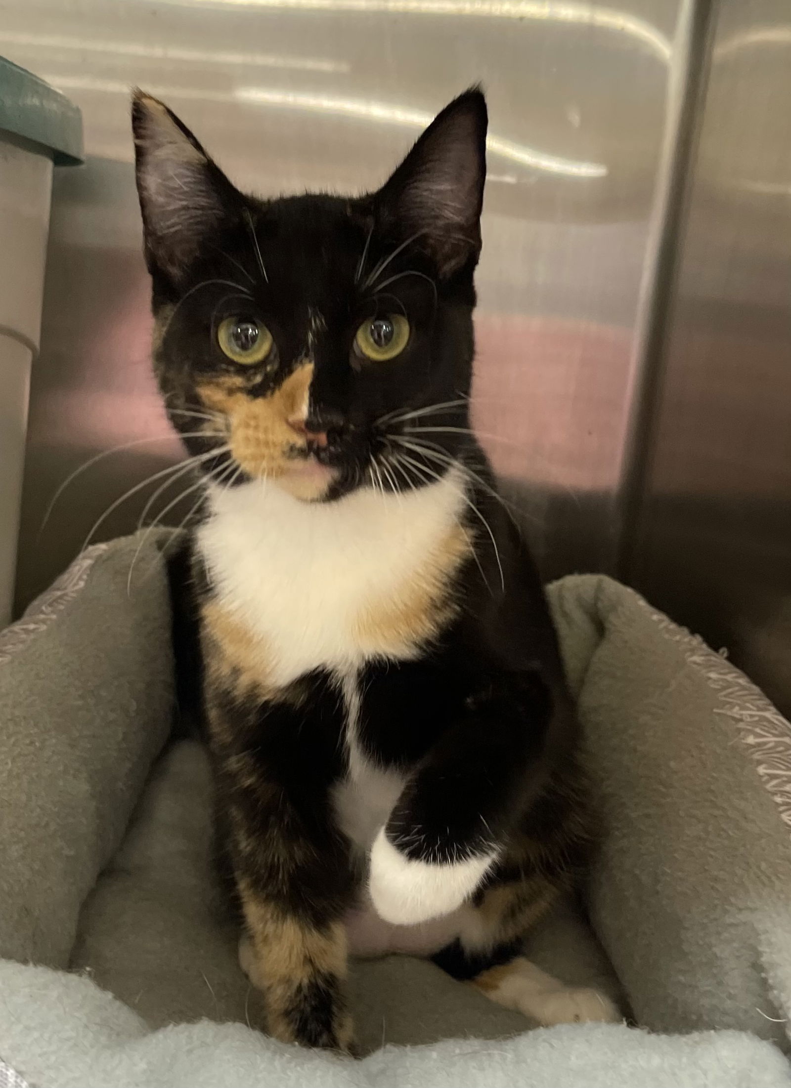 adoptable Cat in Bedford, TX named Tiger Lilly