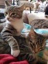 adoptable Cat in  named TC