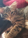adoptable Cat in  named Higgins