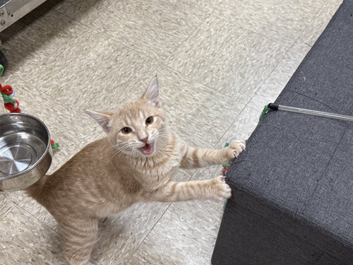 PICKLES - Domestic Short Hair available for adoption