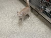 Pickles - Photo 3