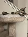 adoptable Cat in  named Squirmy Wormy