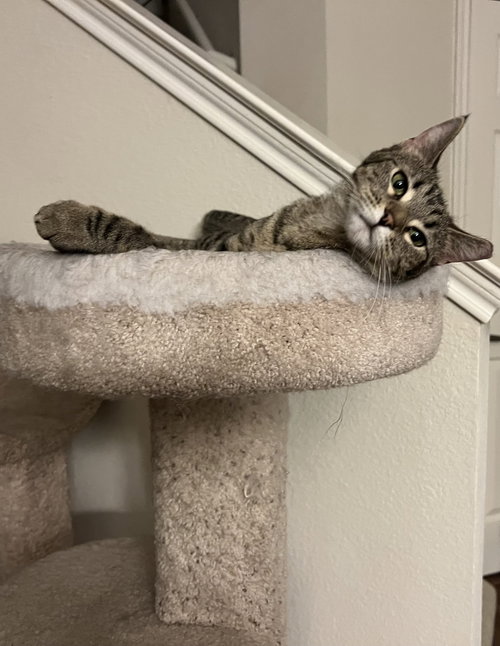 picture of the cat needing adoption