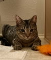 adoptable Cat in aledo, TX named Gigi