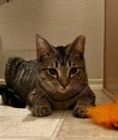 picture of the cat needing adoption