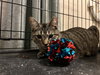 Gigi - Photo 3