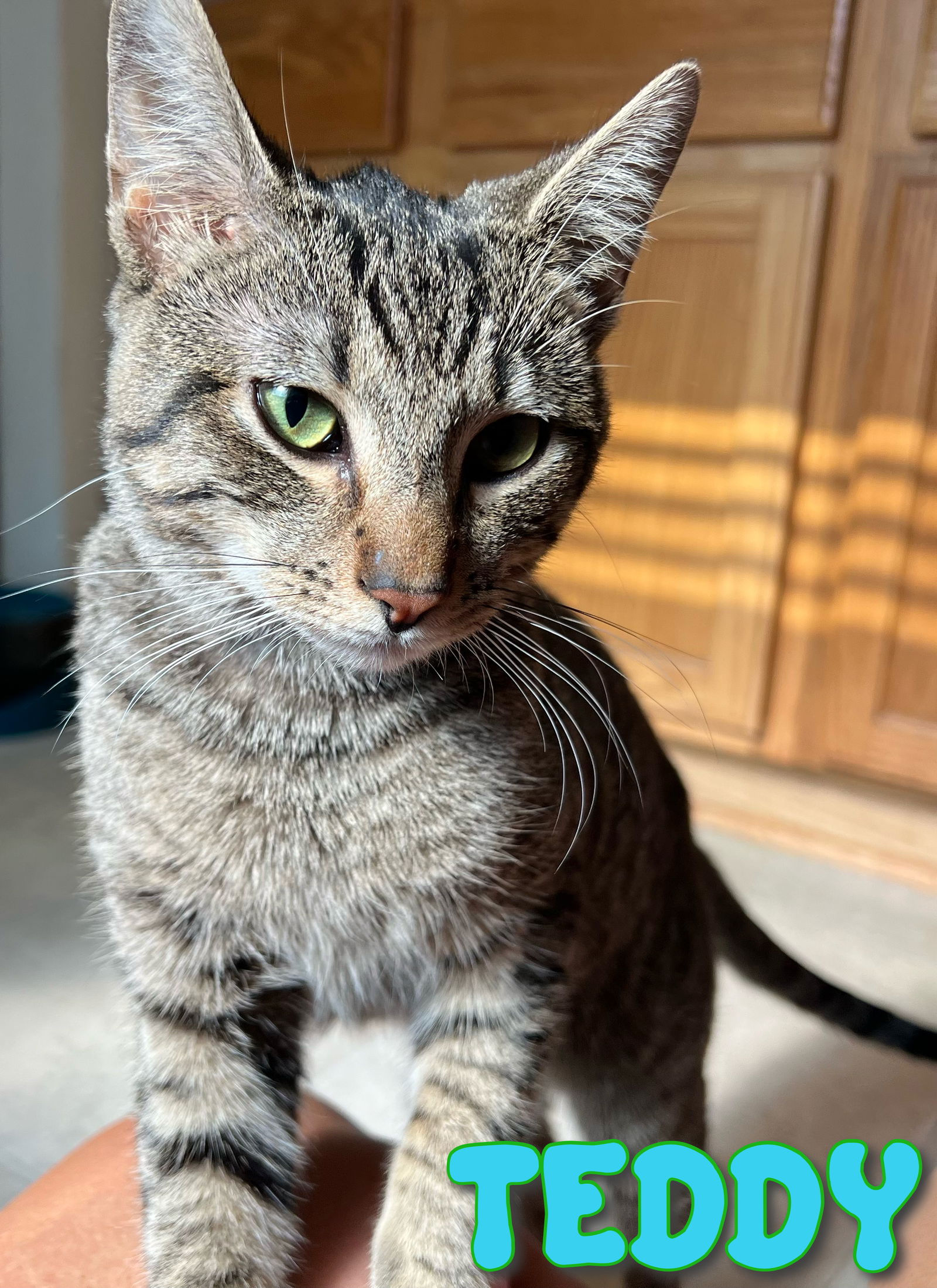 adoptable Cat in Aledo, TX named Teddy