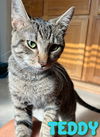 adoptable Cat in  named Teddy