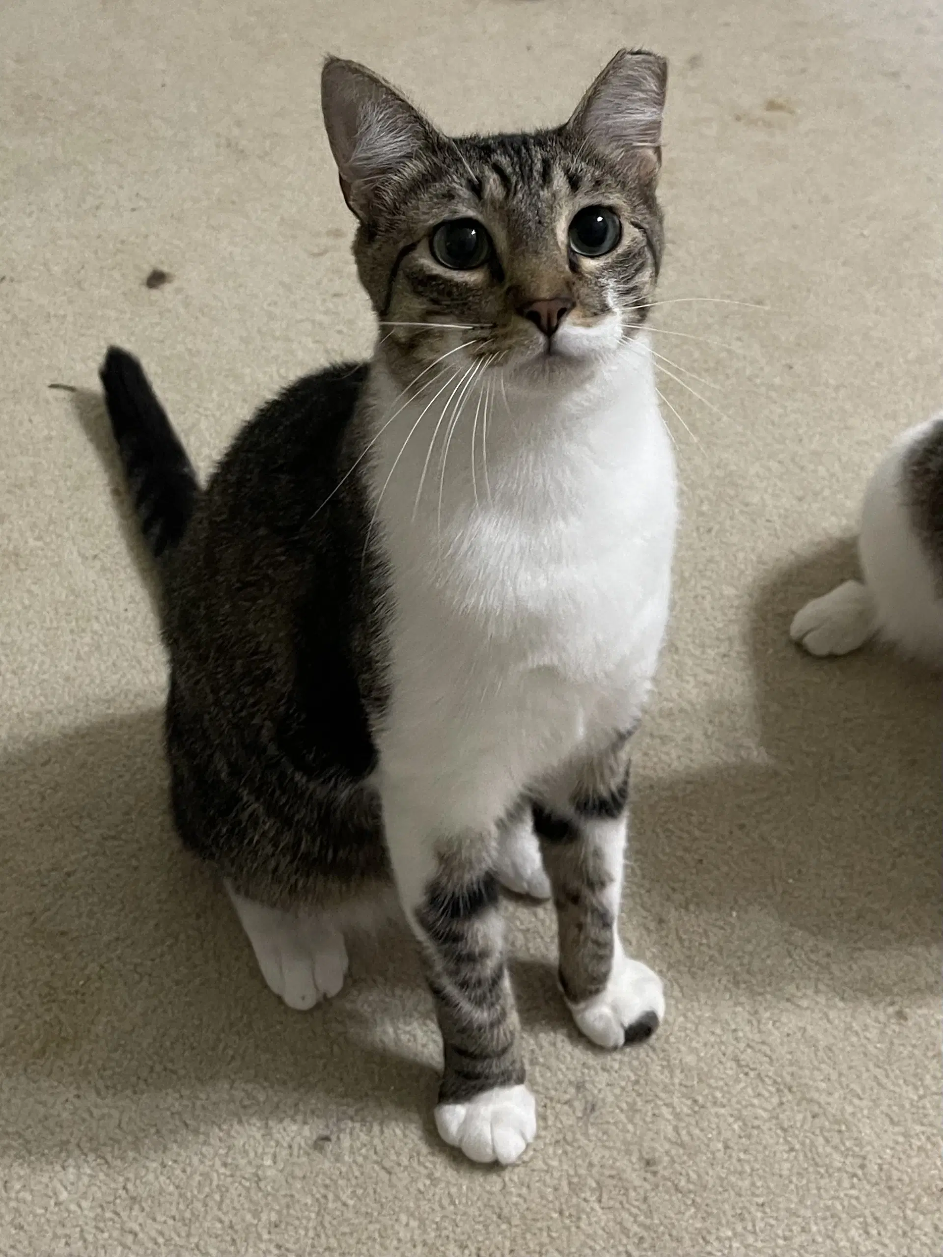 Brutus - Domestic Short Hair