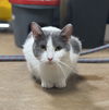 adoptable Cat in aledo, TX named Mama Bomba