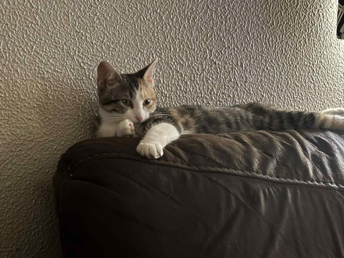 CALLIE - Domestic Short Hair available for adoption