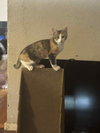 Callie - Photo 2