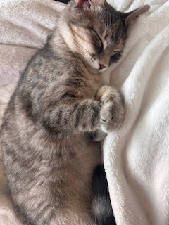 TRIXIE - Domestic Short Hair available for adoption