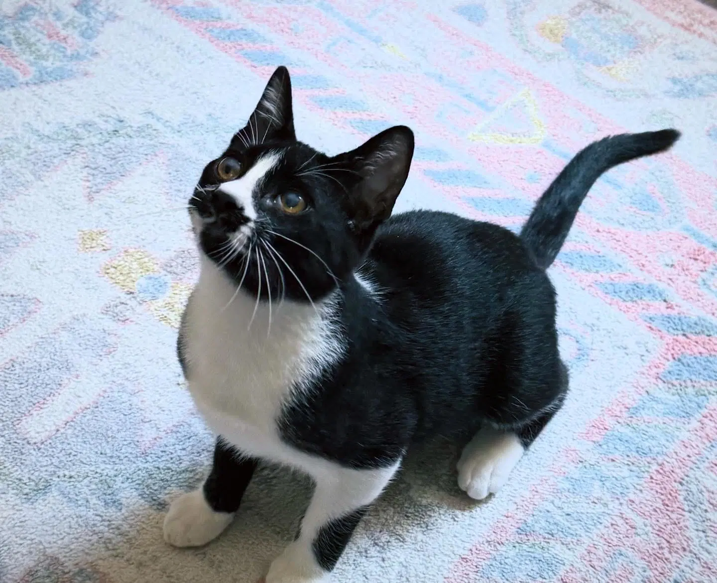 Pepper - Domestic Short Hair