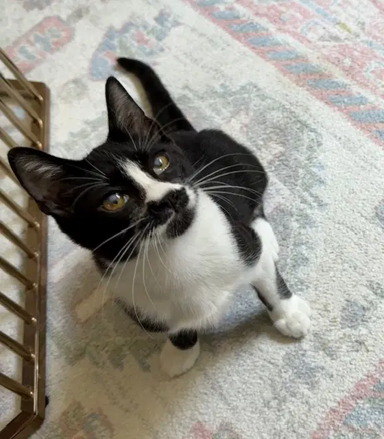 Pepper image 2