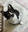 Pepper - Photo 2