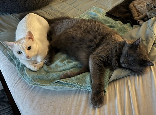 FINN AND LILLA - Nebelung available for adoption