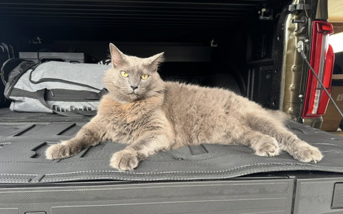 FINN AND LILLA - Nebelung available for adoption
