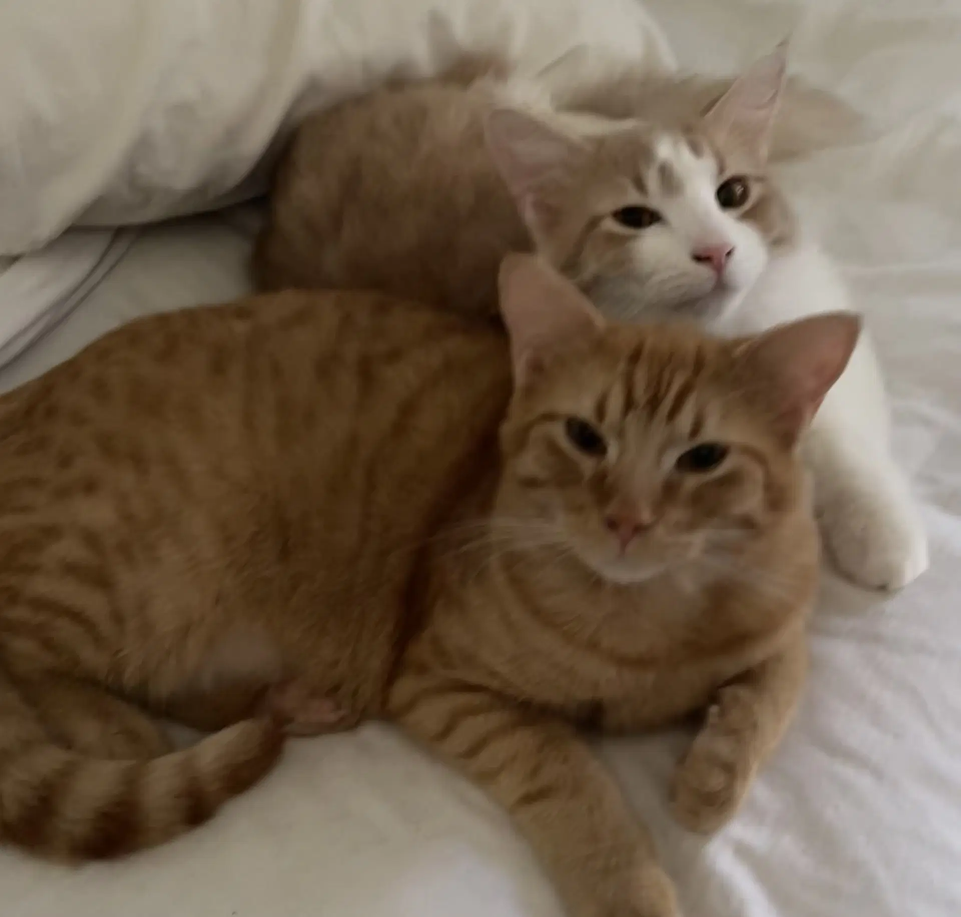 Biscotti - Domestic Short Hair