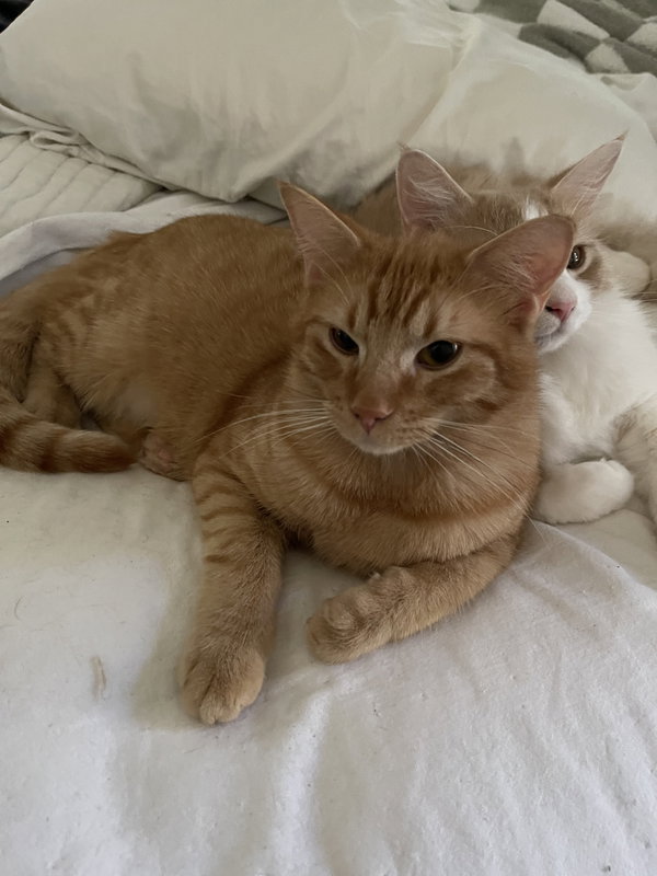 Biscotti
